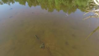 Bass In Pond At Mmc Hole 12