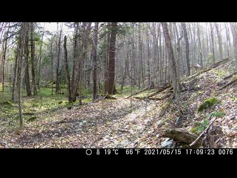 Bear cub chasing a deer