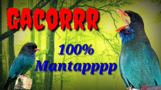 Masteran Tengkek buto gacorr_Suara jernih||100% Mantappppp