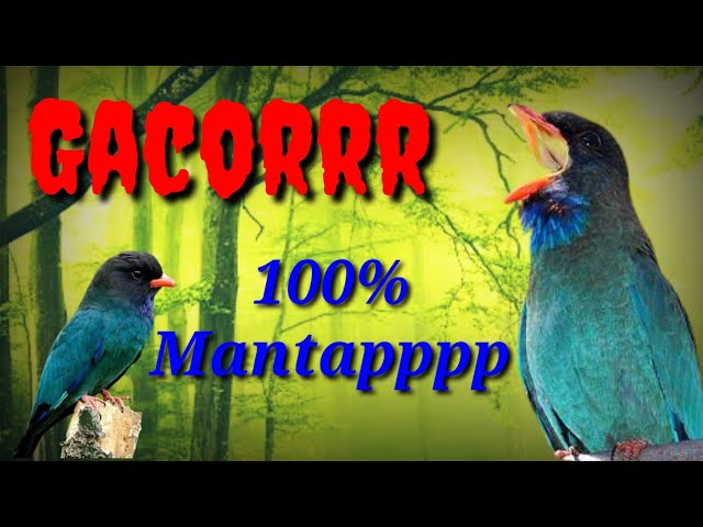 Masteran Tengkek buto gacorr_Suara jernih||100% Mantappppp class=