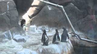 funny Penguins in Moscow Zoo, summer 2010