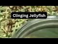 Clinging Jellyfish return to New Jersey