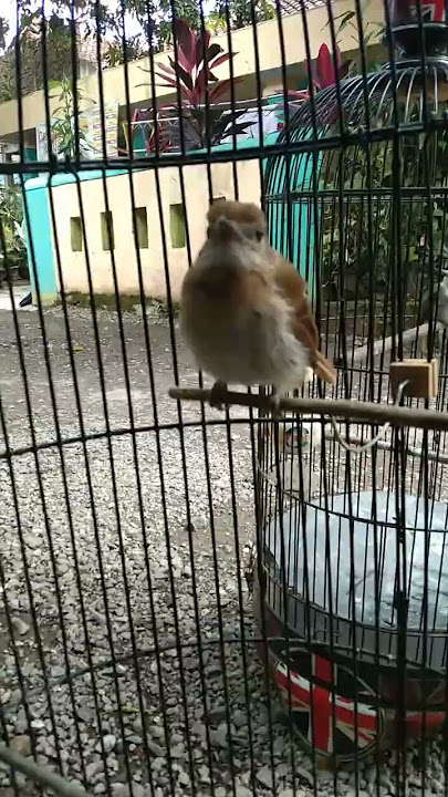 SRDC pastol jinak belajar bunyi