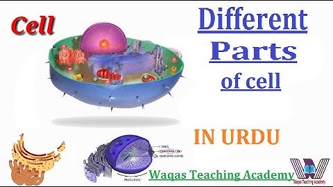 Cell Structure Organelles Functions in Urdu Hindi By Waqas Teaching Academy