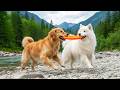 12 Hours of Dog Separation Anxiety Music 🐕 Dog Relaxation Music 🎵 Help Calm Dogs at Home Alone