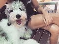 6 MO OLD SHEEPADOODLE 'DAISY', 2 WEEK BOARD AND TRAIN PROGRAM