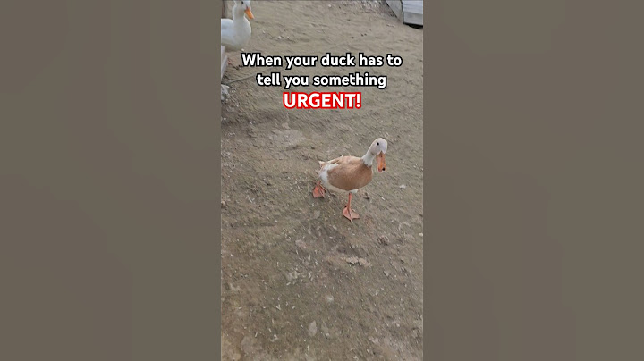 Forest runs a tight shift #ducks #petducks #duckdad #petturkey #farmanimals #wholesome #duckmom