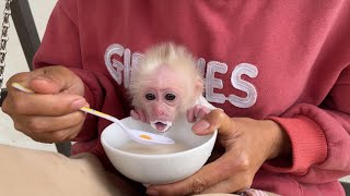 Baby monkey Abi is fed milk with a spoon by his mother