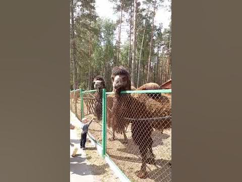 Верблюды - YouTube
