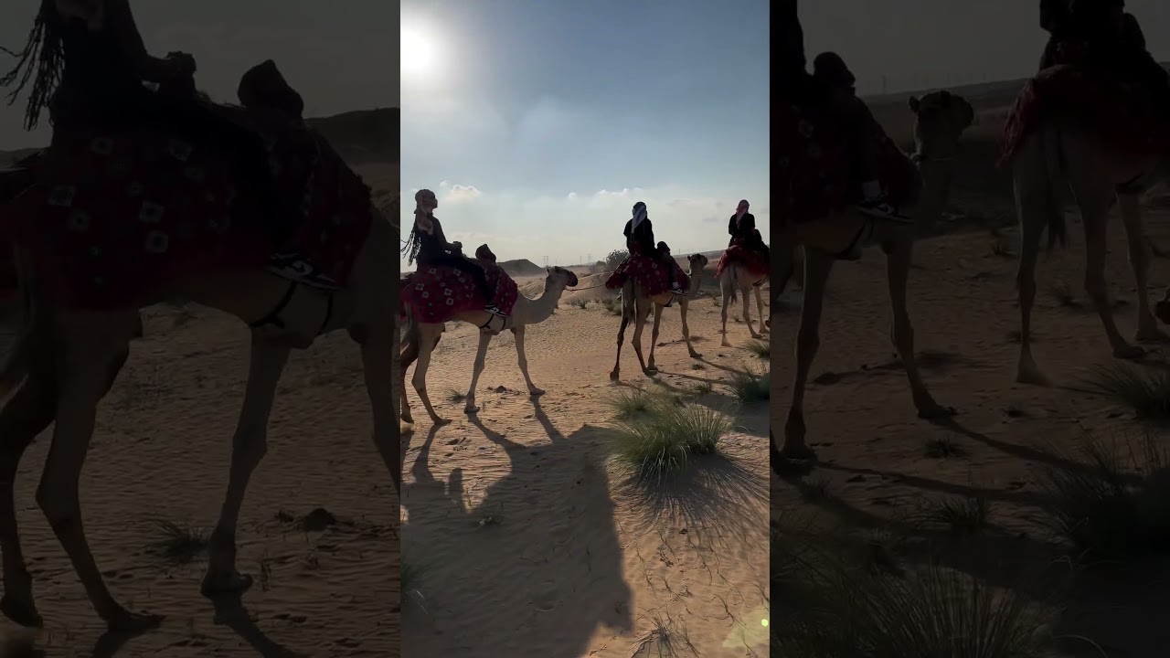 Have You Ever Visited a Desert 🏜️ |  