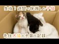 段ボールに捨てられていた子猫たちが家族になるまでの成長記録
