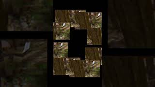 Gorilla tag montage part 5 #subscribe #gorillatag #vr #fun