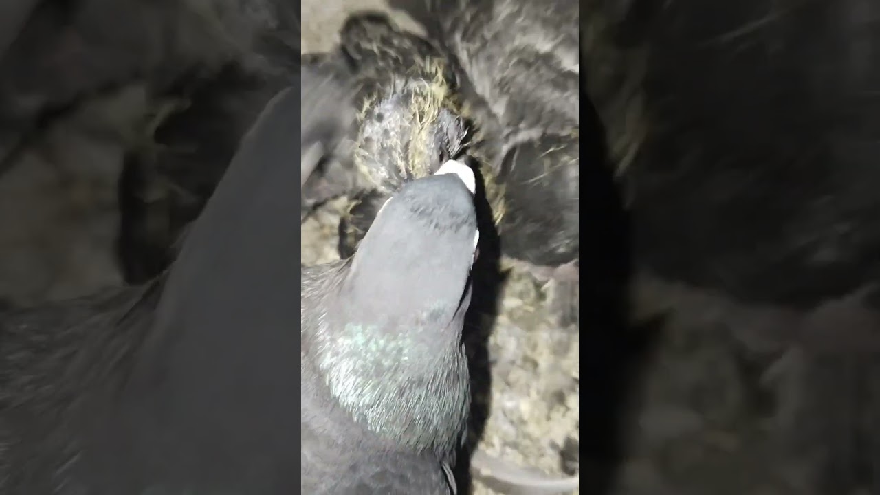 feeding baby pigeon 