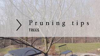 Spring Tree Pruning!