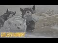Dog Blanket | Golden Kamuy