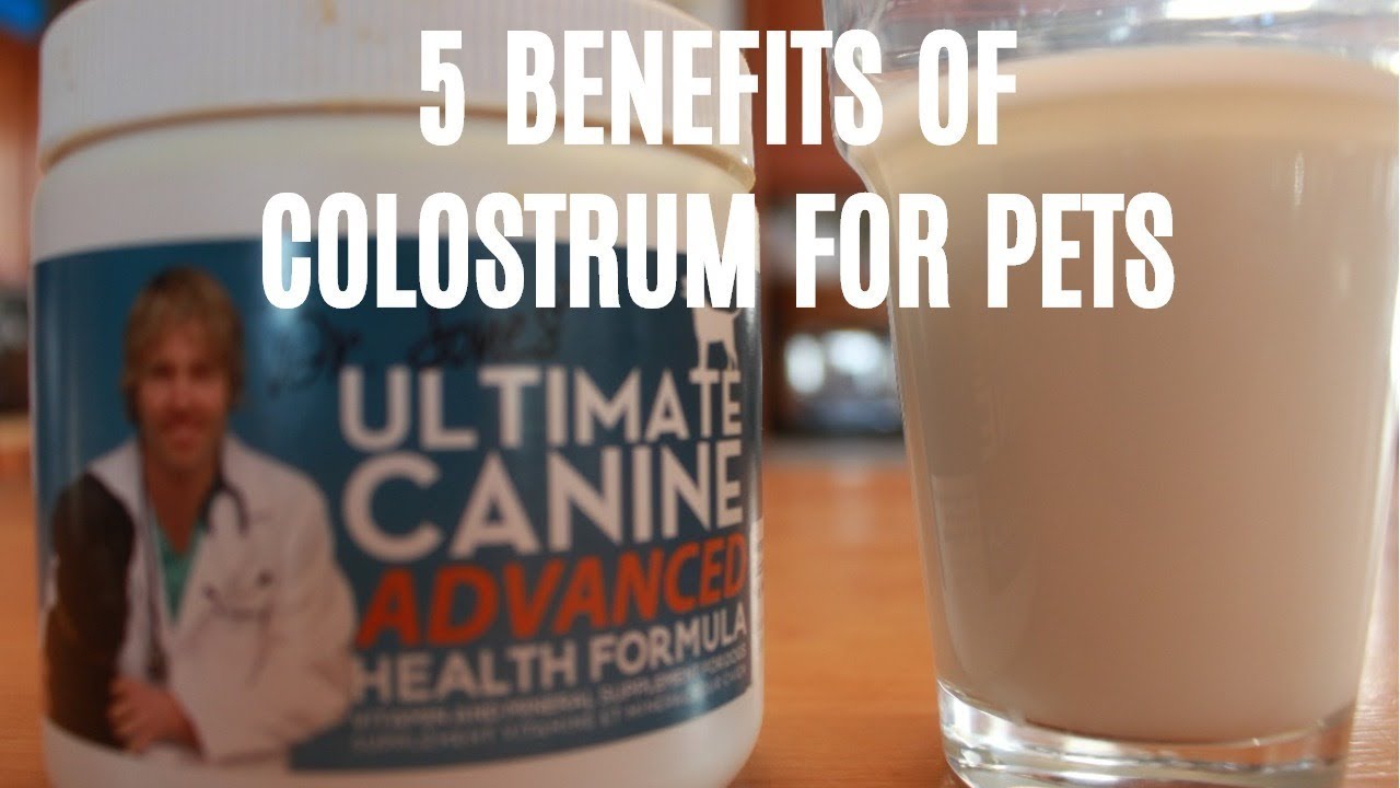 Top 5 Benefits of Colostrum for Dogs and Cats YouTube