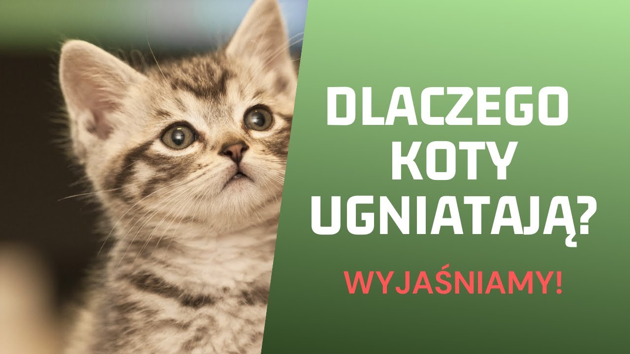 DLACZEGO KOTY UGNIATAJĄ? WYJAŚNIAMY!