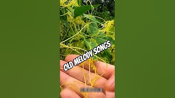 best of Mohammad Rafi Lata Mangeshkar superhit duet song #short #viral#trending