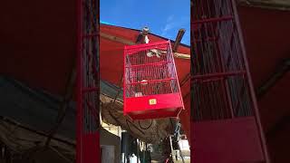 Ciblek si pitung juara nasional.  Milik yahya CCJ