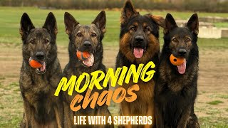 Morning Chaos Life With 4 German Shepherds