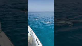 Chased By Mantas #mantas #oceanlife #mantaray #oceancreatures #maldives #maldivesislands #sealife