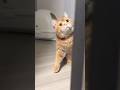 弟に白バイをプレゼントしたくて… #shorts #cat #cute #drama
