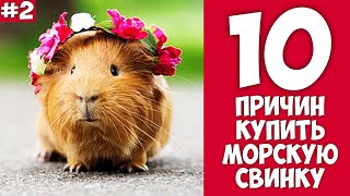 10 причин купить МОРСКУЮ СВИНКУ - Хозяин Лев