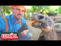 Blippi visita un zoológico (Phoenix Zoo) | Videos educativos de animales