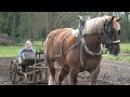 Rural heritage planting potatoes like our grandparents