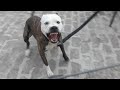 #Pitbull Attack.          aggesive pitbull terrier (Tiger)