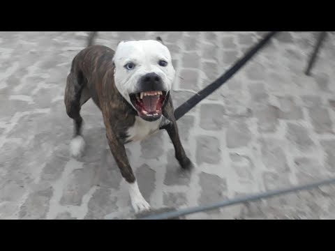 Video: Kā apmācīt noturīgu suni, kas neuztraucies par mazuļu vilcienu
