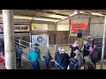 Eaglehawk angus bull sale 2020 live