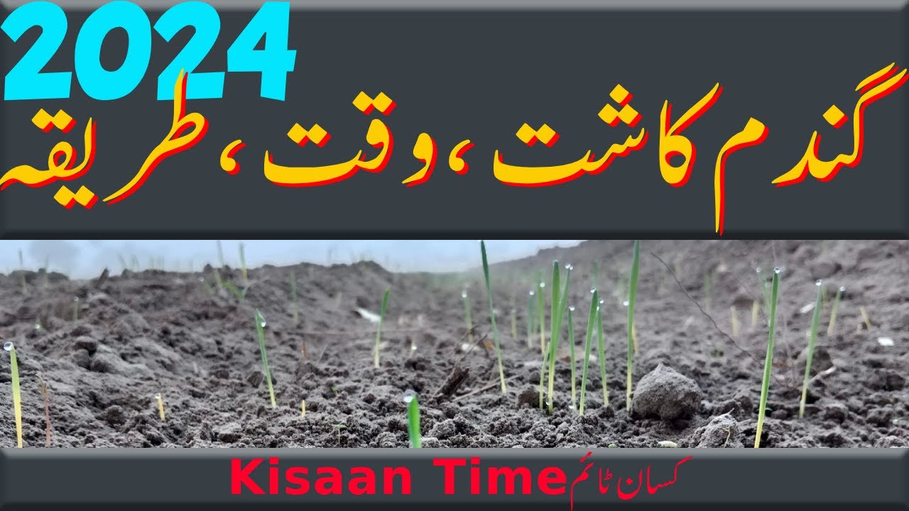 Gandam ki kasht 2024 گندم کی کاشت gandam ki kasht ka tarika gandam ki fasal kisan time کسان ٹائم