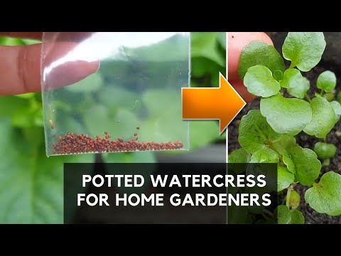 Wideo: Rośliny doniczkowe rukiew wodna - porady dotyczące uprawy rzeżuchy w pojemnikach