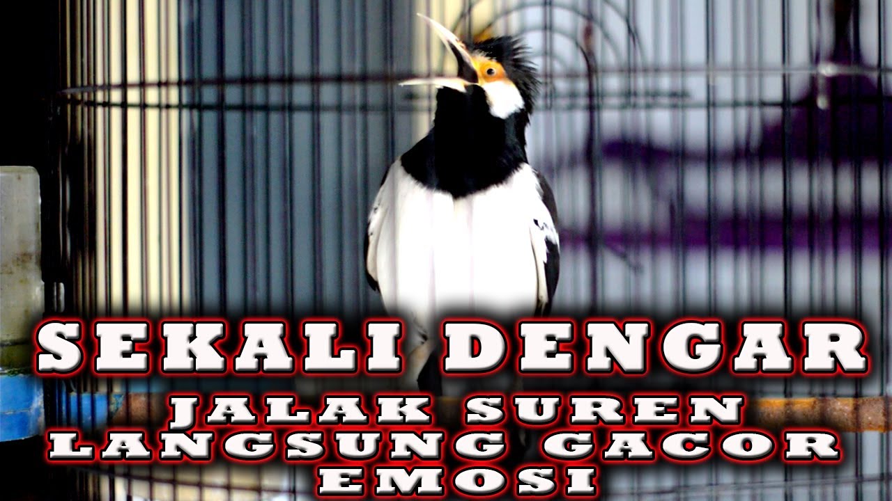 JALAK SUREN BIKIN JALAK SUREN LAIN EMOSI LANGSUNG NYAUT GACOR #jalaksuren