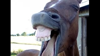 Dirty jokes I learned in grade school
