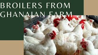 Is poultry lucrative?|Raised in Ghana Broilers-Fineko Farms screenshot 5