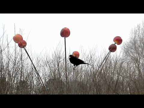 Video: Et Træ, Der Dræber Fugle - Alternativ Visning
