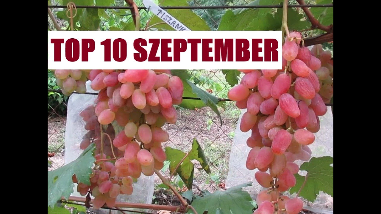 Top 10 szeptemberben érő fajta a kertemben - 2022