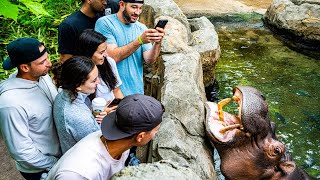 Reds players visit Fiona the hippo and more at the Cincinnati Zoo