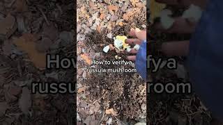 Russula mushrooms have peely skin on the cap, cap grows concave to convex w age, and TREE TEST/ very