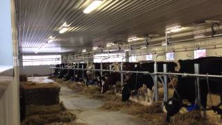 Holsteins doing nothing
