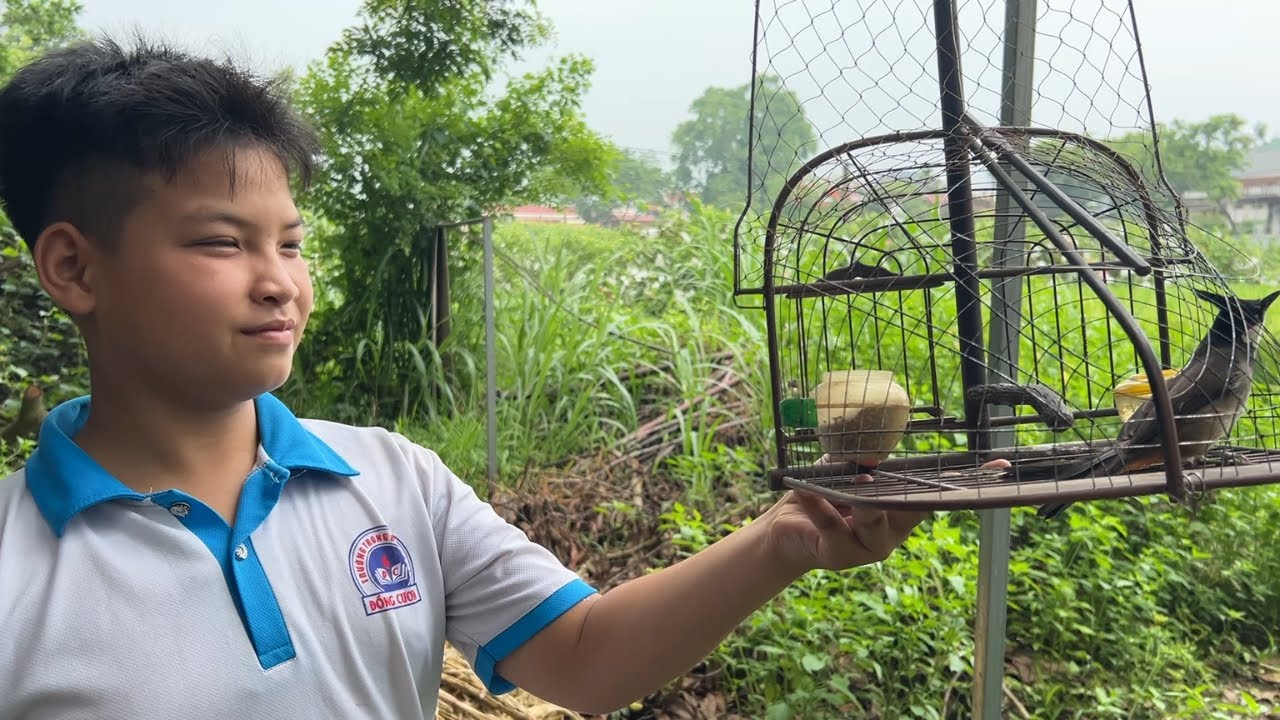 Chim Chào Mào Mồi Được Cháu Mới Học Lớp 7 Tự Tay Huấn Luyện // Có Thái Độ Đấu Cực Tốt.