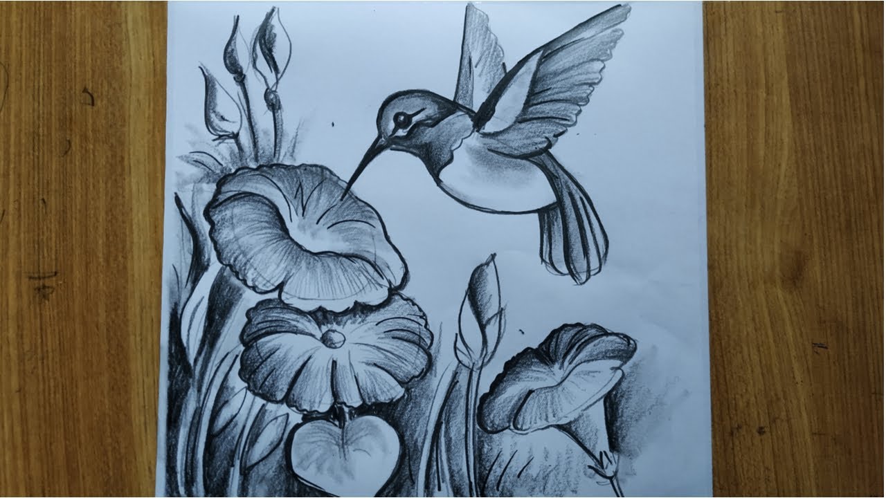 Beautiful Pencil Drawings Of Birds
