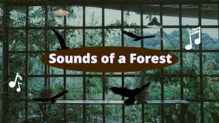 Sounds of a Forest | Gentle Birdsong and Stream | 1 Hour Long by Lets do it !! 56 views 1 year ago 1 hour