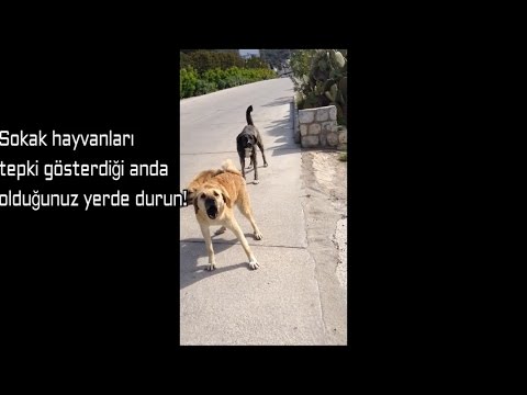 Video: Bir Köpeğin Sokakta Toplanmasını Nasıl Durdurabilirim?