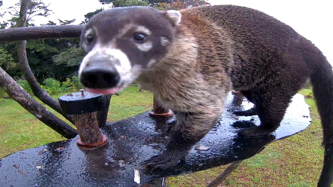 Pizote (Coati Mundi) Steals all the Bananas!