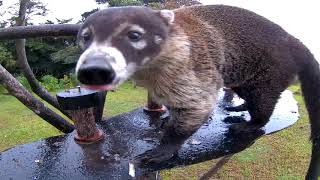 Pizote Coati Mundi Steals all the Bananas