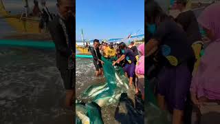 Ribuan Ikan 🐟 Bubara Di Tangkap Mengunakan Jaring Pukat Harimau 🐅