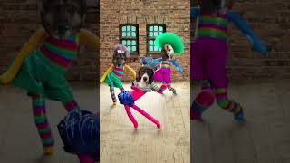 Poosie Spaniel shorts compilation